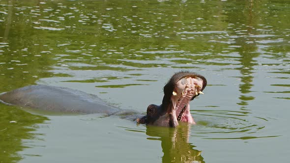 Mammal Animal Hippopotamus Is In Water 9