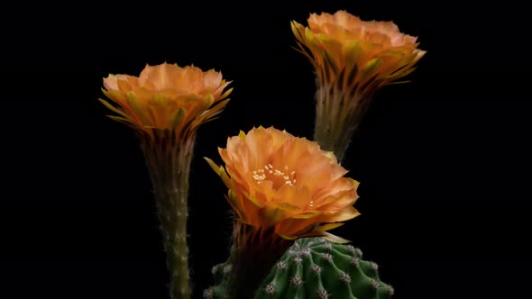 Orange Colorful Flower Timelapse of Blooming Cactus Opening