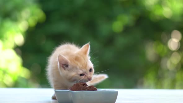 Cute Orange Kitten Eating Cat Food From Bowl