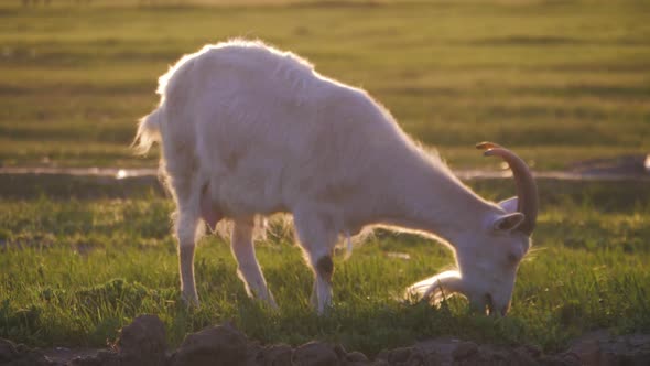 White Goat Stands on a Green Spring Meadow at Sunset