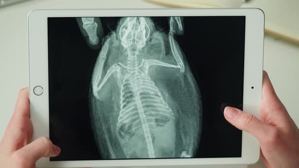 Doctor Veterinarian Examining Hedgehog Skeleton Roentgen Closeup