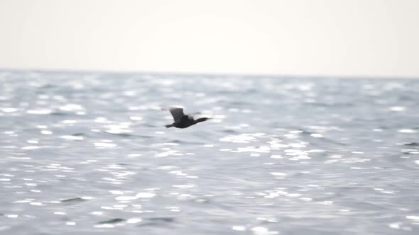 The Duck Hovers Freely Above the Surface of the Water