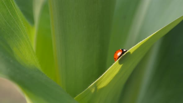 Tiny red Coccinellidae beetle close-up 4K 2160p 30fps UltraHD footage - Ladybug on the corn leaf sha