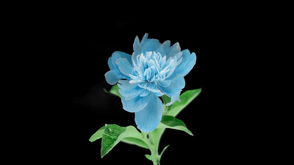 Beautiful Blue Peony Background