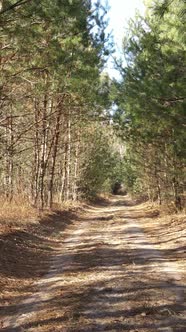 Vertical Video of Trees in the Forest Slow Motion