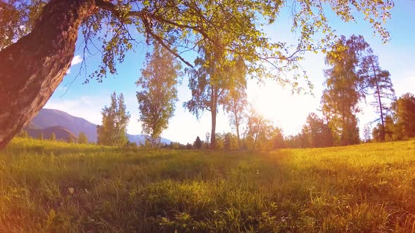 Sunny Rural Meadow at Mountain Landscape with Green Grass, Trees and Sun Rays. Diagonal Movement on