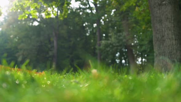 Green Grass and Trees in Beautiful Forest, Untouched Nature, Ecology Protection