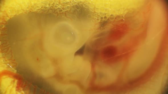 Heartbeat and Blood Flow Through the Vessels in a Chicken Embryo in an Egg