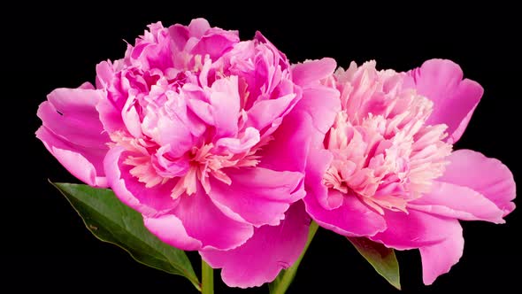 Time Lapse of Two Beautiful Pink Peony Flowers Blooming