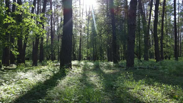 Summer Forest with Pine Trees Slow Motion