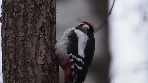 Great Spotted Woodpecker or Dendrocopos Major