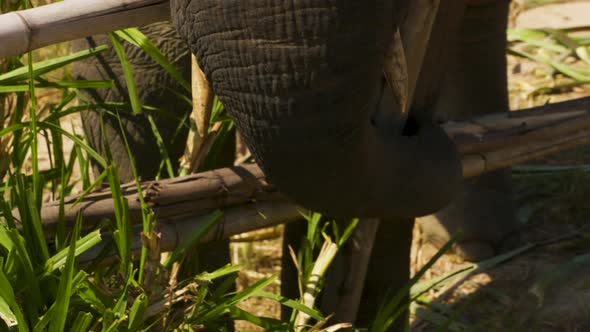 Beautiful close-up of a rescued Asian elephant.