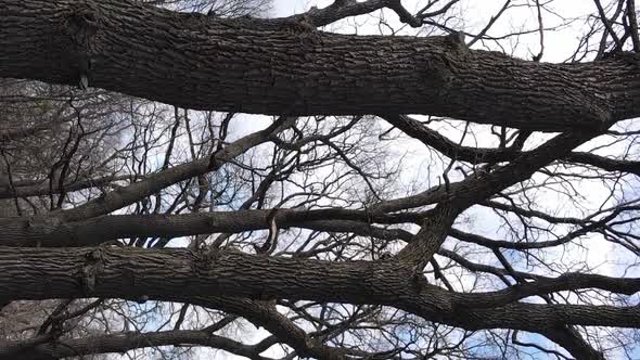 Vertical Video of the Forest with Trees Without Leaves