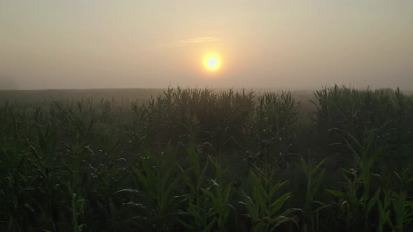 Corn Filed at Morning