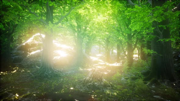 Forest of Beech Trees Illuminated By Sunbeams alt