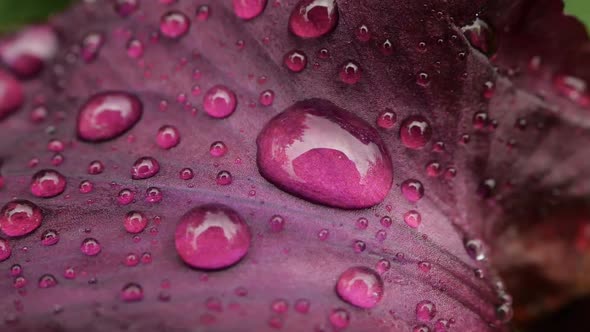 Close-up of Water Drops on Deep Purple Burgundy Iris Flower After Rain. Wet Petals of Purple Bearded