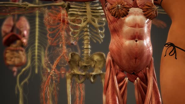 Animated 3D Human Anatomy Illustration alt