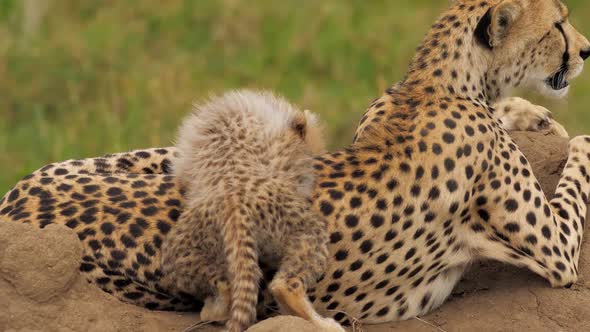 Cute Scene of Baby Cheetah Climbing on Mother Playful Learning About Nature Around