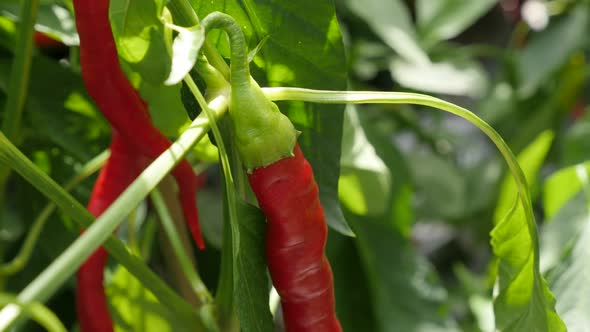 Cultivated hot organic peppers on vines cultivated 4K 2160p 30fps UltraHD tilt footage - Red hot cap