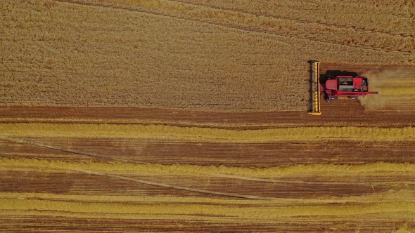 Top view of combine harvester agricultural machine riding in the field of golden ripe wheat