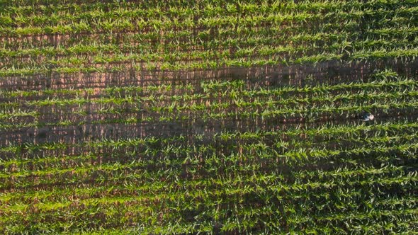 Farmer Walking Through Cornfield Top View