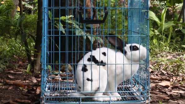 Rabbit in a blue iron cage. video of cute white rabbit in a grid of boxes
