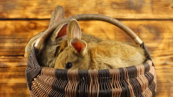 Two Cute Fluffy Affectionate Brown Bunnies Sit in a Wicker Basket and Wiggle Their Ears