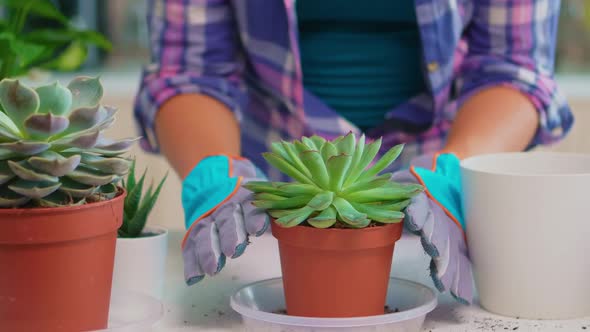 Florist Holding Houseflower