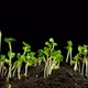 Radish Young Growth Time Lapse With Alpha Channel - VideoHive Item for Sale