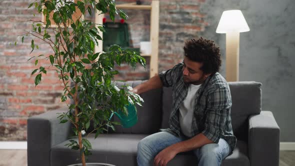 Young Black Man Waters Lush Potted Ficus Tree at Home