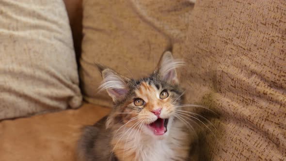 Playful Funny Curious Classic Black Tabby Young Maine Coon Kitten Cat Jumping Towards Camera In