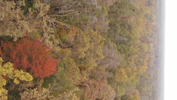 Vertical Video of a Forest Landscape on an Autumn Day in Ukraine