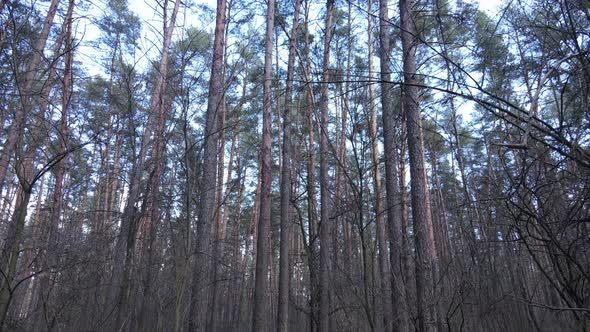 Forest Landscape Aerial View Slow Motion