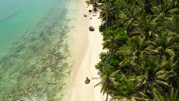 Wild White Sand Beach with Coconut Trees