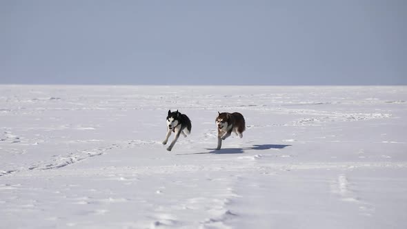 Huskies are running on the frozen bay in winter