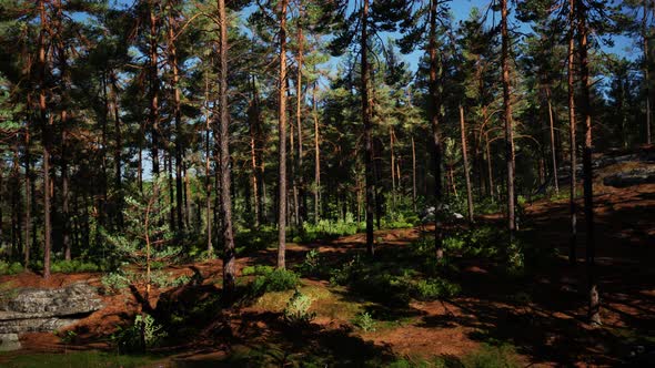 Pine Forest on the Mountainside