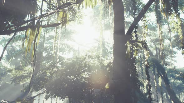 Misty Jungle Rainforest in Fog