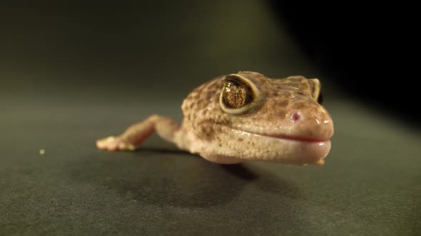 Leopard Gecko Standard Form, Eublepharis Macularius at Black Background. Close Up, Macro Shot