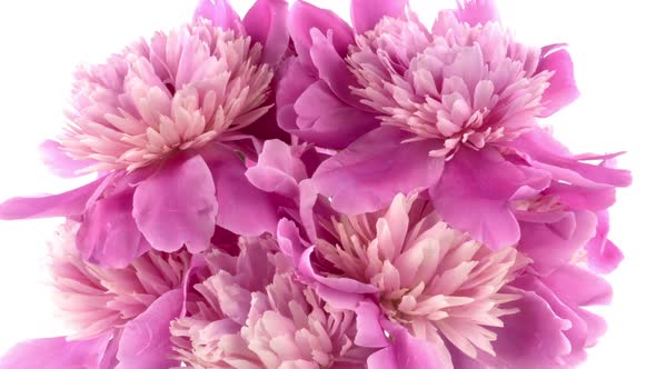 Beautiful Pink Peony Bouquet Open on Pink Background