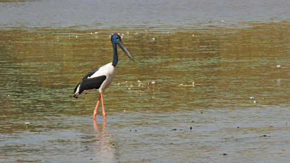 black-necked stork wading at bird billabong