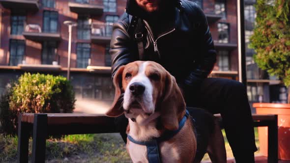 Man Sitting on Bench and Petting Beagle