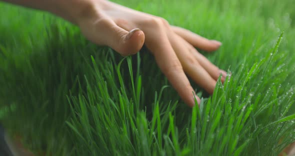 Closeup of a Hand on the Grass