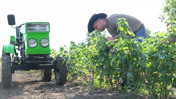 A Young Farmer Inspects the Green Bushes in His Field