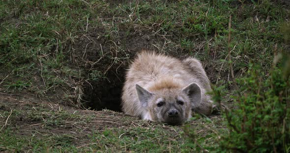 Spotted Hyena, crocuta crocuta, Adult standing at Den Entrance, Masai Mara Park in Kenya