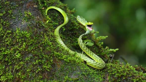 A Green vine snake in a attacking posture with its mouth wide open showing its pink interiors in the