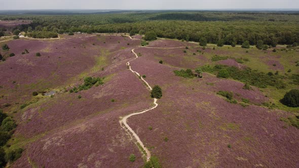 Purple blooming heathland at national park the Posbank in the Netherlands