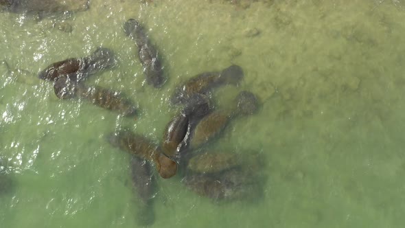 manatees overhead some with visible injuries close up