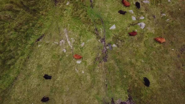 A top down drone shot of cows grazing on Dartmoor National Park in Devon