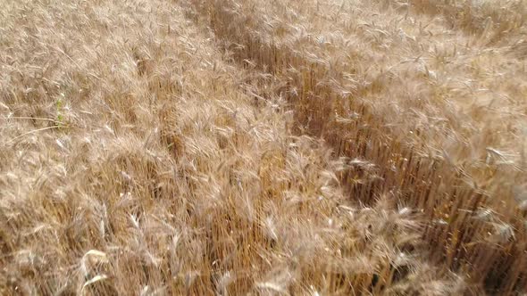 Wheat Field (2K)