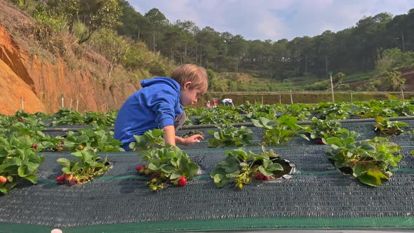 Slowmotion Shot of a Little Boy That Gathers Strawberries on a Farm
